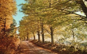 Vintage Postcard 1969 Greetings from Florence NJ New Jersey Path Lined by Trees 