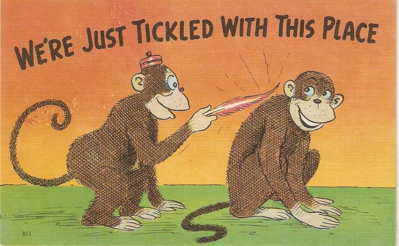 Monkey huMour. We're just ticled  with..... Humorous American linen postcard