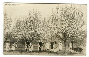 RPPC Postcard Verger en Fleurs Orchard Blossoms La Trappe Quebec Canada