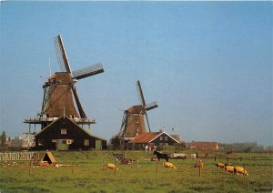 US22 Netherlands Holland Zaandam windmill Zaanse Schans moulin a vent