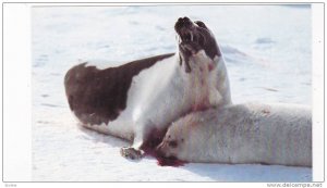 Victums of the Canadian seal Slaughter , Canada , 50-60s