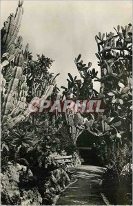 Old Postcard Exotic Garden of Monaco Cereus paraguemis Opuntia sulfurea