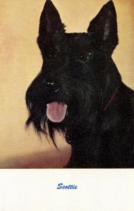 Dog -  Scottie