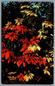 Postcard c1958 Poinsettias Red and White CDS Slogan Cancel