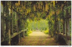 Historic Gardens, Golden Chain Arbour, Annapolis Royal, Nova Scotia, Canada, ...