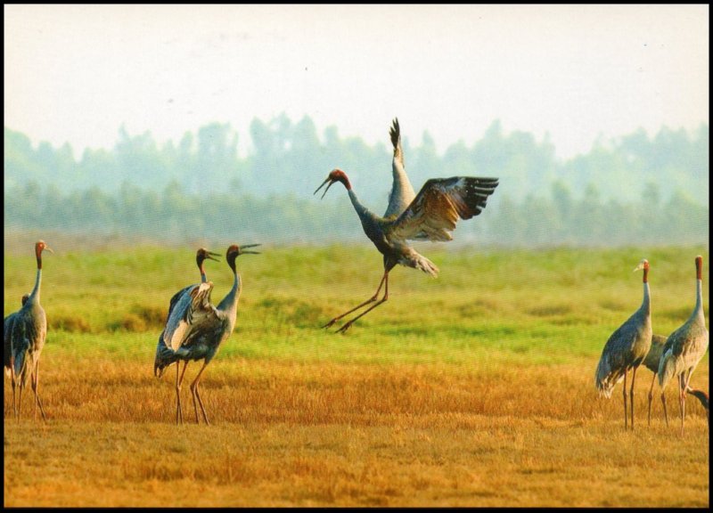 Vietnam Post card - Sarus Crane, Mekong Delta, unused