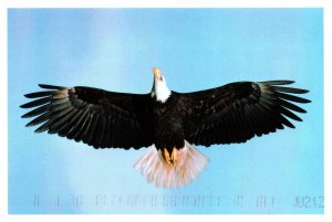 CONTINENTAL SIZE POSTCARD BALD EAGLE AT VANCOUVER ISLAND BRITISH COLUMBIA CANADA