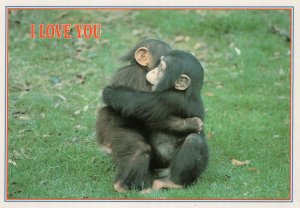 I Love You Chimpanzee Adorable Monkeys Hugging Postcard