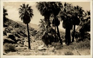 Palm Canyon Near Palm Springs CA California c1920 Real Photo Postcard #2