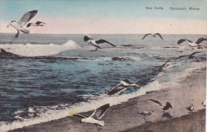 Maine Ogunquit Sea Gulls Albertype