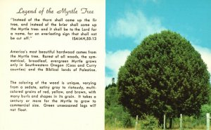 Oregon OR, Legend of the Myrtle Tree, Most Beautiful Hardwood, Vintage Postcard