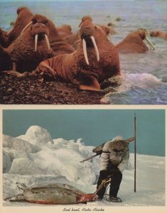 Seal Hunt Slaughter Island Alaska Walrus 2x Vintage Postcard s