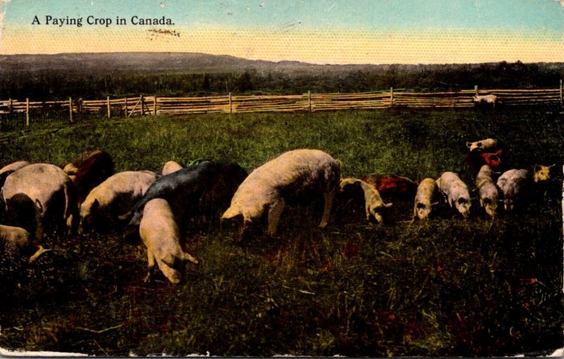 Pigs Feeding A Paying Crop In Canada 1913