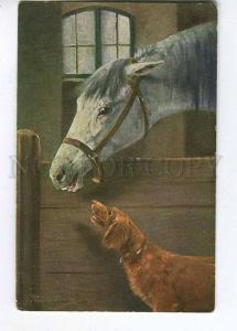 257624 White HORSE & Irish SETTER Stable by MULLER vintage PC