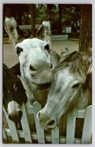 South Bend Indiana Burros Storyland Zoo Postcard R28