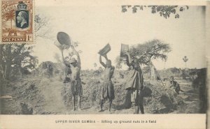 Upper river Gambia Bathurst natives sifting up ground nuts in a field