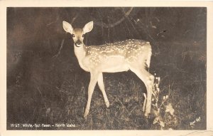 J5/ North Idaho RPPC Postcard c1950s White-Tail Fawn Deer 95