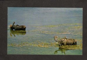 Two Bull Moose in Water Animals Nature Wildlife Postcard