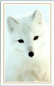 M-12911 An Arctic Fox on Kolguyev Island Russia