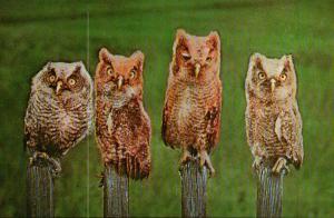 Baby Screech Owls