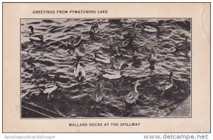 Birds Mallard Ducks At The Spillway Greetings From Pymatuning Lake Pennsylvania