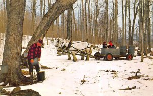 Man Empties Partially Filled Sap Bucket into large Container PU Unknown 