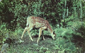 Vintage Postcard Nature's Darling Young Deer Greetings from West Branch Michigan