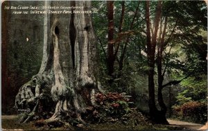Big Cedar Tree Stanley Park Vancouver BC Driveway View Forestry Postcard Note PM 