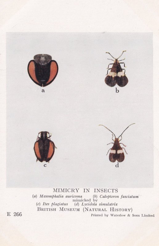 Mesomphalia Leaf Beetles Cerambycidae Mimicry In Insects Postcard