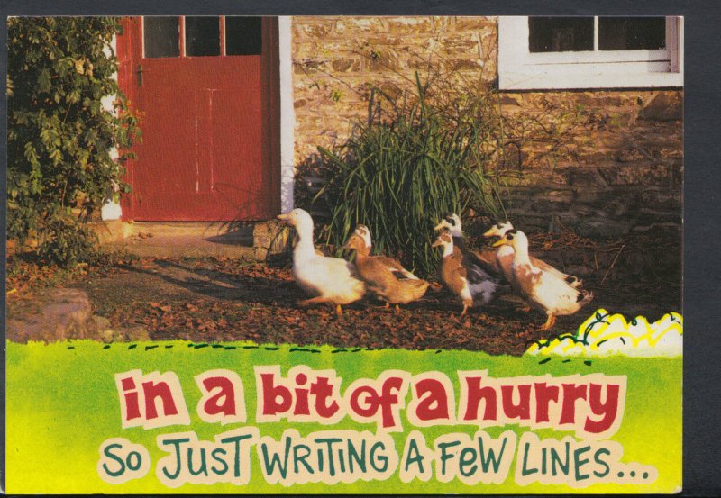 Animals Postcard- Ducks - In a Bit of a Hurry So Just Writing a Few Lines RR5167