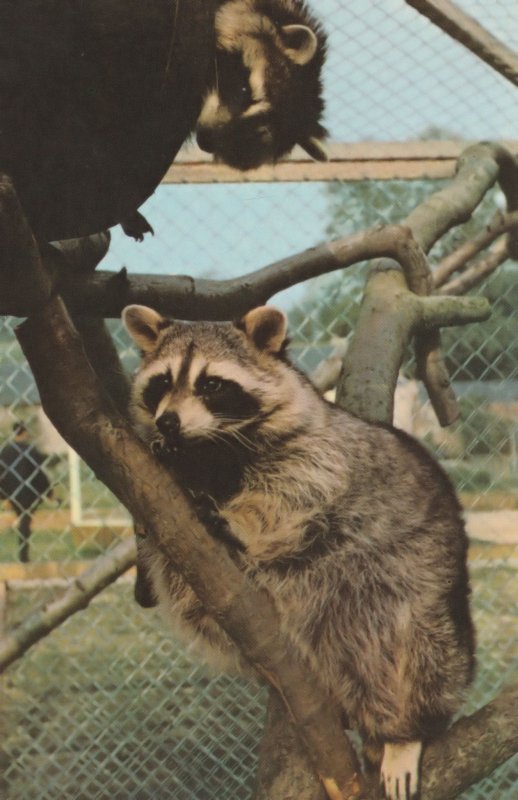 Racoons at Somerset Cricket St Thomas Wildlife Park 1970s Postcard