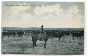 Cowboy Western Round Up of Cattle Ranching 1907 postcard