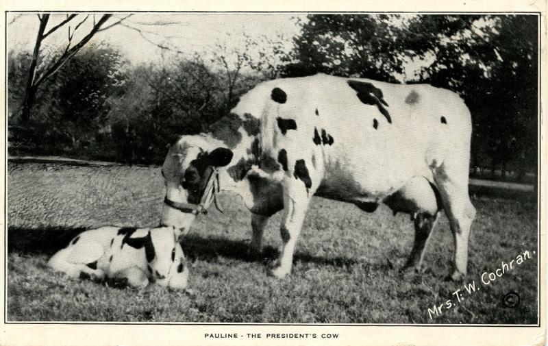 Pauline - President William Taft's Cow