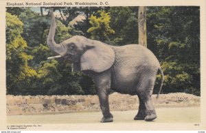 WASHINGTON DC , 1930-40s ; Zoo ; Elephant