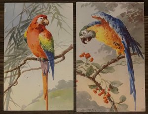 Artist signed C. KLEIN parrots vintage postcards birds fauna fantasy patterns