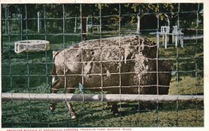 Vintage Postcard 1920's American Buffalo Huge Animal New York