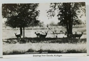 Oscoda Michigan NORTHWOODS DEER Real Photo RPPC Postcard L8