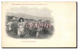 Old Postcard Picking jasmine Parfurmerie Young Molinard in Grasse