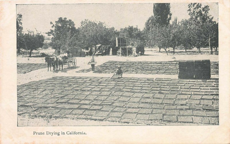 Prune Drying in California, early postcard, unused 