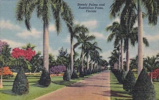 Florida Stately Palms And Australian Pines
