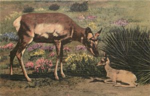 Linen Postcard; Mother Pronghorn Antelope & her Baby, Unposted Curt Teich