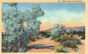 Vintage Postcard 1920's View of Smoke Trees on the Desert Arizona AZ