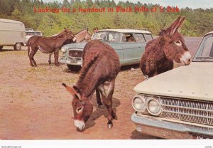 Donkeys, Looking for a handout in the Black Hills of South Dakota, 1970