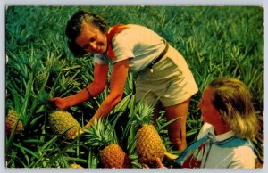 Postcard Pineapples in Hawaii 1954