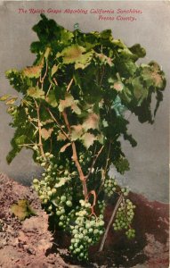 Mitchell Postcard Raisin Grapes in California Sunshine, Fresno County Ad Recipes