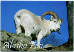 Postcard - Dall sheep - Alaska Zoo 