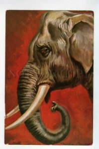 488081 DONADINI Head of ELEPHANT Portrait Vintage postcard