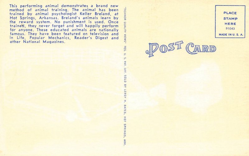 LPD23  Chicken Playing Baseball Game   Postcard