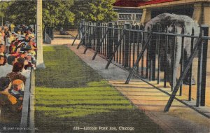 Chicago Illinois 1940s Postcard Lincoln Park Zoo Elephant