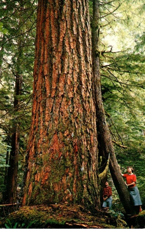 Western Washington Giant Douglas Fir Tree